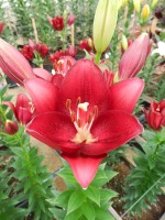 [5657 VZ H07 5609-05 No02.JPG]